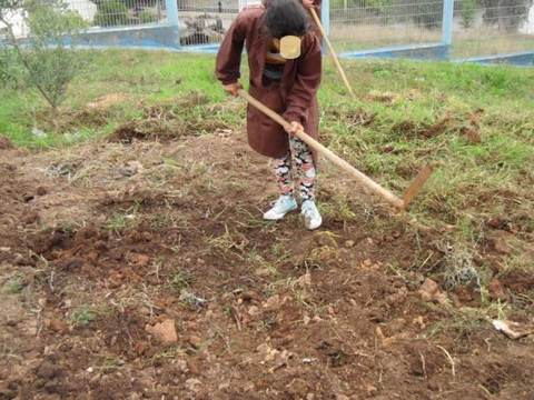 Preparação do terreno da horta II.